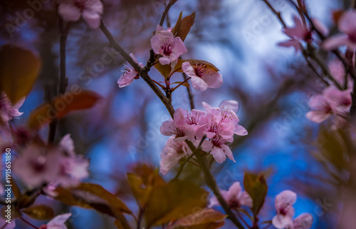 Close-up of delicate pink cherry blossom flowers blooming on tree branches against a blue sky background. Spring nature background with soft focus, floral details, and fresh seasonal mood. Ideal for