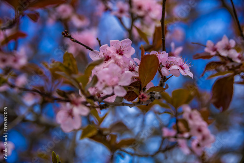 Close-up of delicate pink cherry blossom flowers blooming on tree branches against a blue sky background. Spring nature background with soft focus, floral details, and fresh seasonal mood. Ideal for