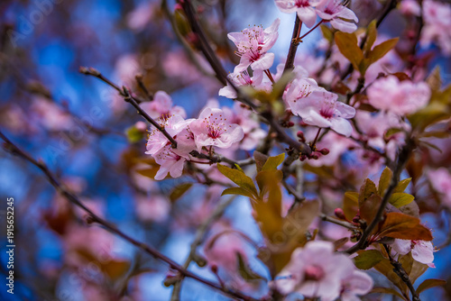 Close-up of delicate pink cherry blossom flowers blooming on tree branches against a blue sky background. Spring nature background with soft focus, floral details, and fresh seasonal mood. Ideal for