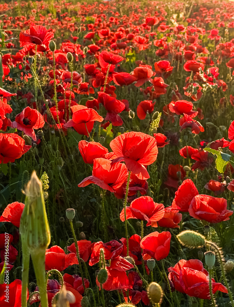 Obraz premium Close up of red poppies in a green field. Nature, growth, and seasonal beauty of wildflowers.
