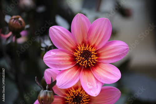Pink garden flowers collection with closeup dahlias, cosmos, daisies, poppy and bacopa in natural summer and spring light