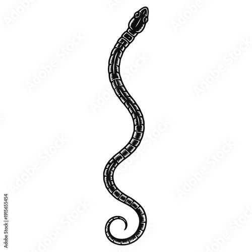 A wild black and brown python snake and sleek serpent animal isolated on a white studio background as an abstract reptile pet from nature