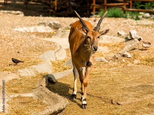 Antelope standing on sandy ground in a zoo. Herbivore, ecology and wildlife.