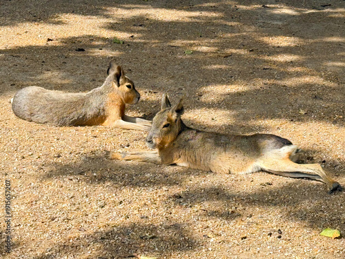 Patagonian mara lying on the ground in the zoo. Rodent species, wildlife observation and conservation of South American animals.