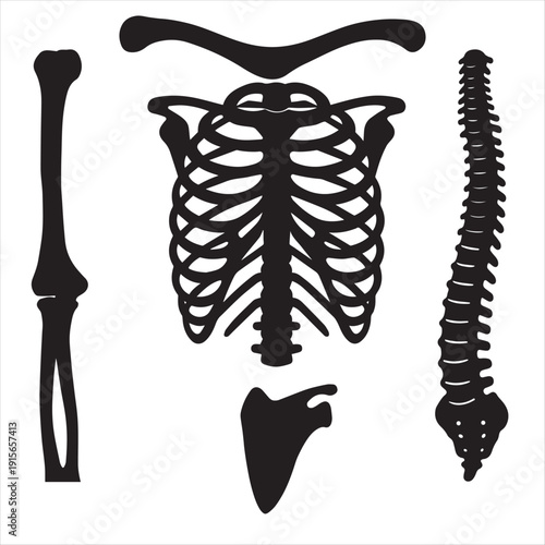 Isolated medical illustration of a human spinal bone pattern and skeleton anatomy vector object on a white background