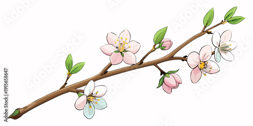 Blooming cherry blossom branch illustration, vector