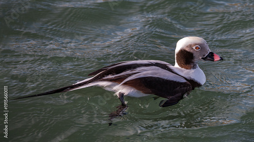 The long-tailed duck 