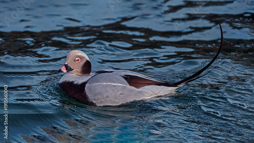 The long-tailed duck 