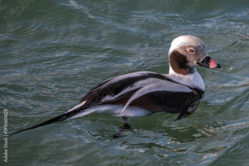 The long-tailed duck 