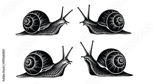 Collection of snail illustrations showcasing various angles and detailed texture