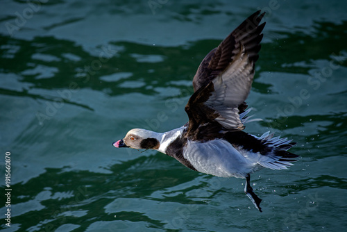 The long-tailed duck 