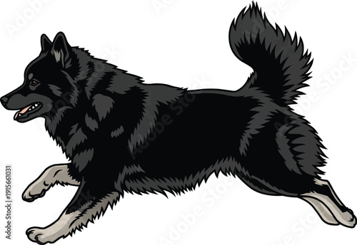 Swedish Lapphund dog running energetic athletic movement