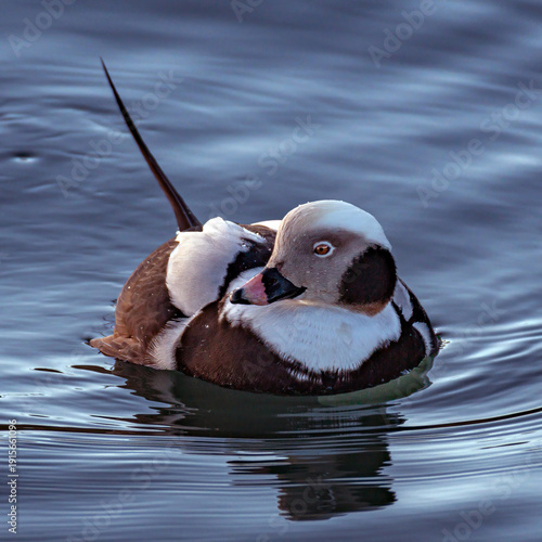 The long-tailed duck 