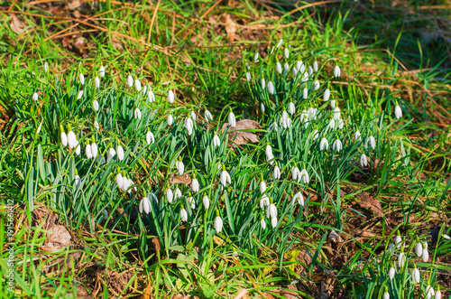 Wallpaper Mural A patch of blooming snowdrops, a symbol of spring's arrival, thrives in the dappled sunlight on the forest floor Torontodigital.ca