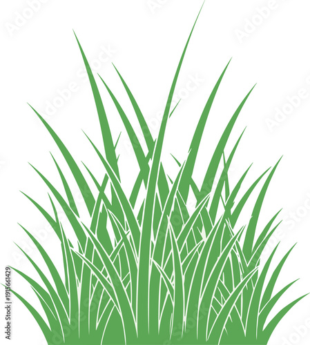 A cluster of tall green grass blades growing together in a natural setting isolated on transparent background, Vector