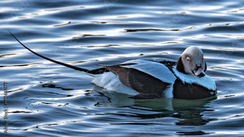 The long-tailed duck 