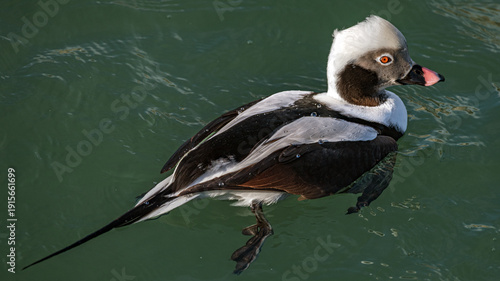 The long-tailed duck 