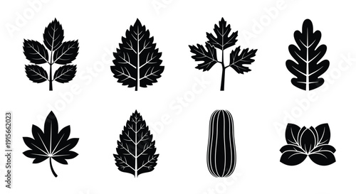 Variety of black silhouette leaves and botanical shapes on a white background