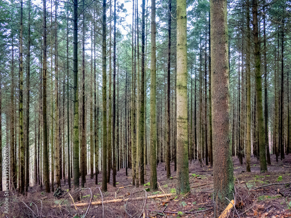 Obraz premium Mischwald im Winter