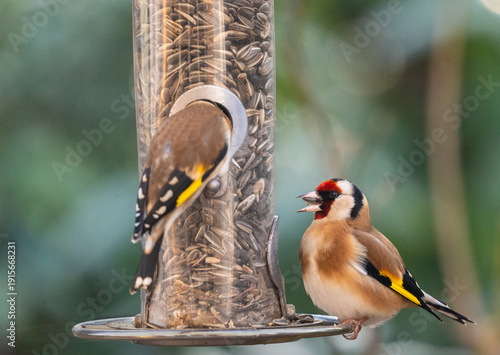 zwei Stieglitze, Distelfinken, Carduelis carduelis, am Futterplatz, einem Zylinder, gefüllt mit Sonnenblumenkernen im winterlichen Garten in Mitteleuropa