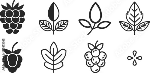 Black and white berry and leaf line icons set, vector illustrations of raspberries, blackberries and various organic foliage isolated on white background.