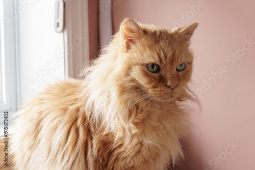Majestic long-haired ginger cat looking away.