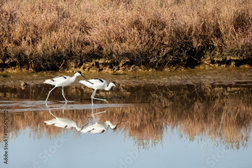 A pair of long-legged pied avocet or Recurvirostra avosetta bird male or female species feeds in water and mudflats, breeding or reproduction behavior, migratory and wintering on Evros Delta, Greece