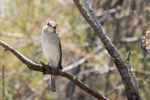 Red-backed shrike female or Lanius collurio sitting on the branch, male or female species, breeding or reproduction behavior, migratory and wintering on Evros Delta, Greece