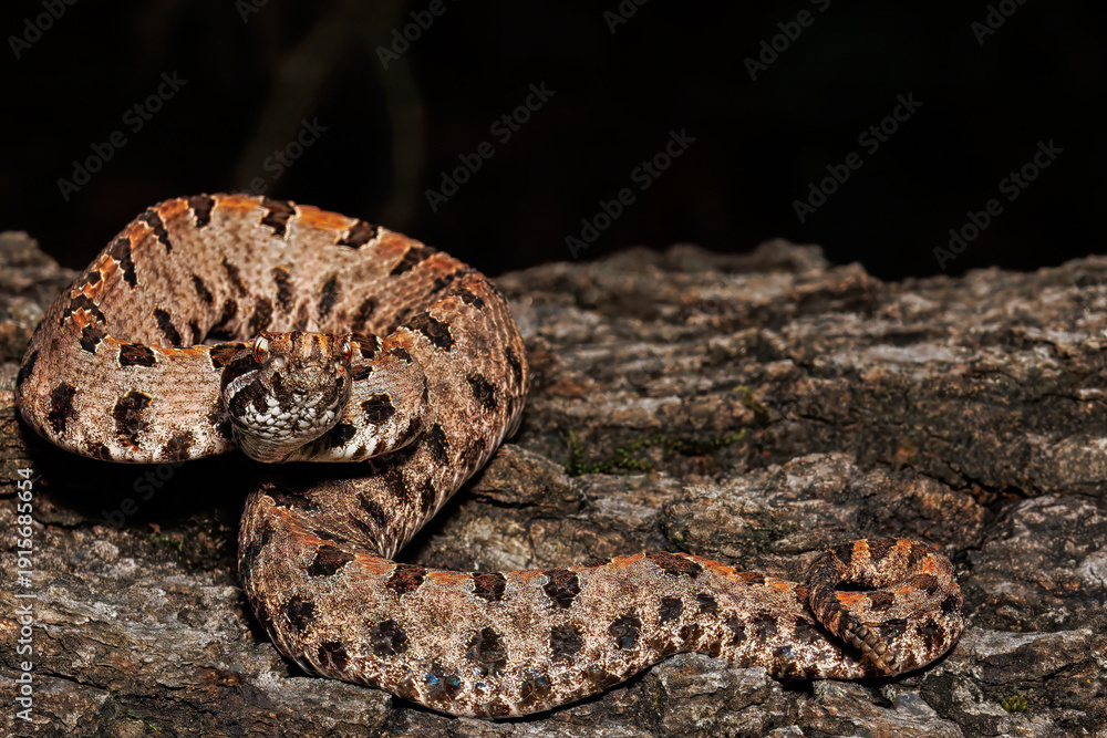 Fototapeta premium Western Pygmy Rattlesnake