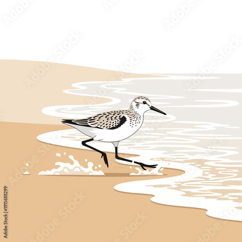 Delicate Sandpiper Bird Walking Along a Sunlit Beach Shoreline