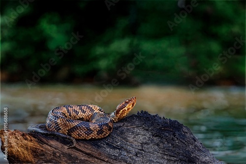 Photos Northern Cottonmouth