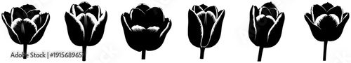 A set of six black and white silhouettes of tulips, black, feather, flower, plant, row, stem, tulip, white, against transparent background