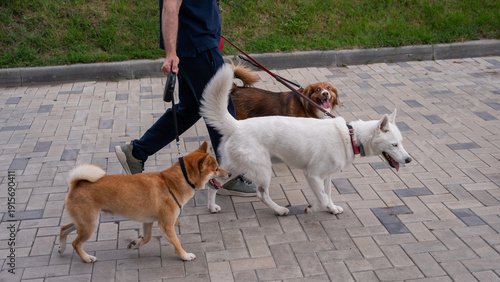The man works as a dog walker.