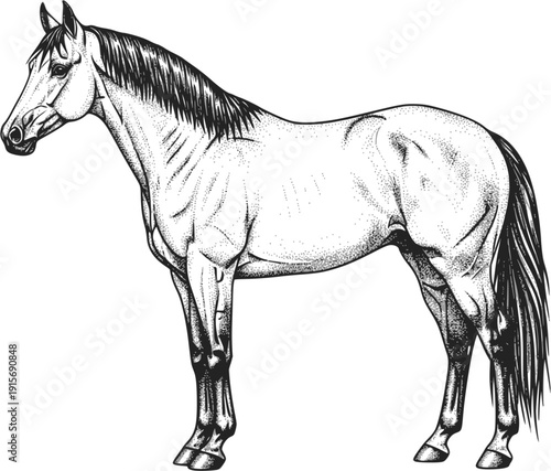 Monochrome drawing of a horse. Transparent background EPS version.