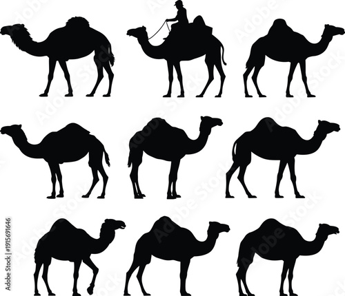 Desert camel silhouette and dromedary set with rider for middle eastern travel safari and animal nature