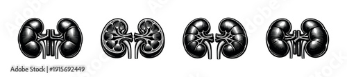 Kidney flat vector icons set, detailed renal illustrations, medical and anatomy graphics collection