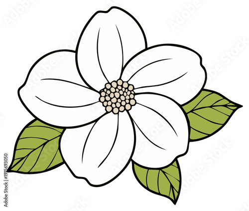 Stylized white dogwood flower blossom with green leaves outline art