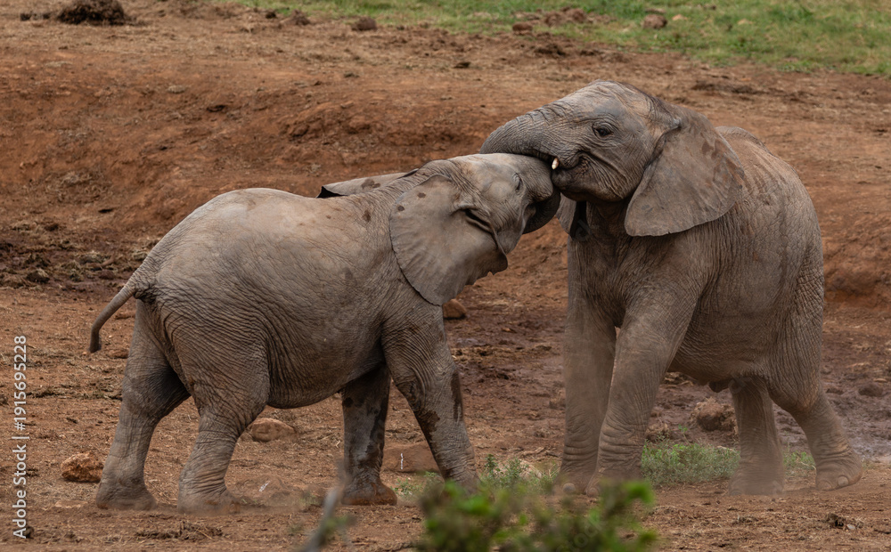 Fototapeta premium Two young elephants playing in Addo Elephant National Park, South Africa