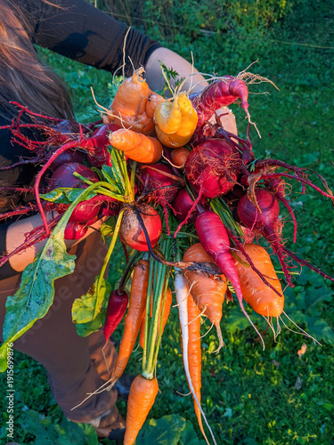 A gardener holds a vibrant bunch of freshly harvested multicolored carrots and beets with leafy tops. Showcasing organic farming, homegrown produce, rustic lifestyle and seasonal autumn harvest joy.