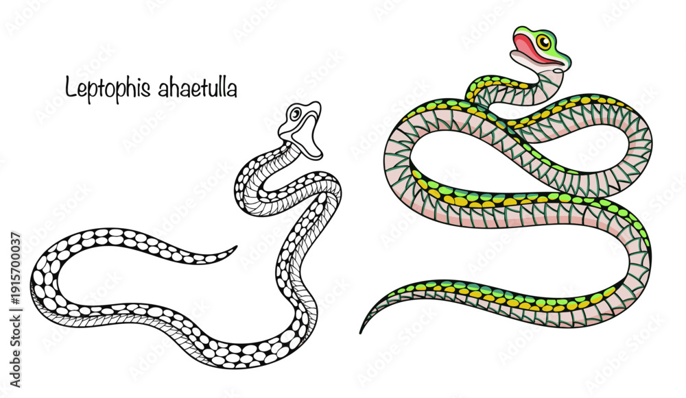 Obraz premium Leptophis ahaetulla