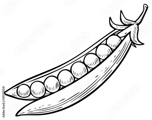 Detailed drawing of an opened pea pod with visible peas, close up, black and white.