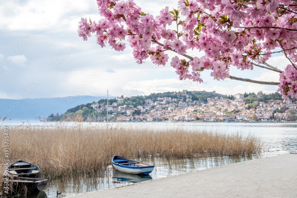 Obraz premium Vibrant pink cherry blossoms frame a picturesque lake with rustic wooden boats, reeds, a paved promenade, and the historic hillside town of Ohrid under a cloudy spring day.