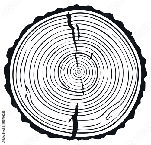 Tree Rings Black and White Illustration with Cracks and Detailed Bark