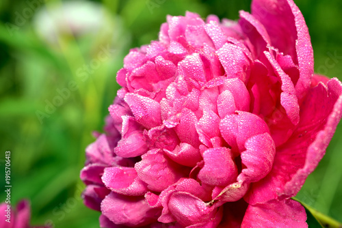 Obraz na plátne A blossoming peony flower in drops of dew against the background of green nature