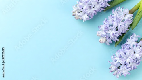 Soft lavender hyacinth flowers with green leaves arranged elegantly on a pastel blue background, offering a peaceful and beautiful floral composition with ample copy space.