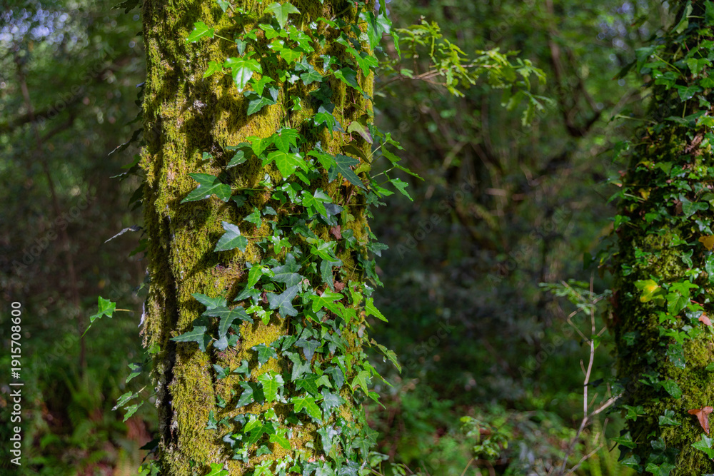Fototapeta premium A dense forest along the Camino de Santiago in Galicia