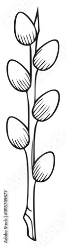 Ink drawing of a pussy willow branch with soft, oval shaped catkins