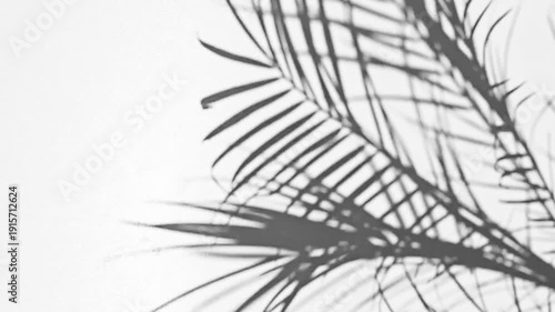 Close up tropical palm leaf shadow moving on white wall background in slow motion. Minimalist black and white botanical overlay 4k resolution