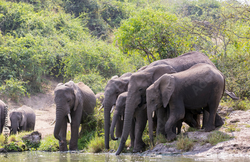 A group of elephant families go to the water's edge for a drink - African elephants standing near lake in Etosha National Park, Namibia