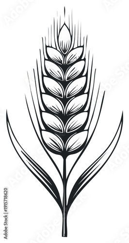 Black and white illustration of wheat ear, cereal crop, food staple